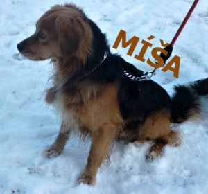 misa.jpg