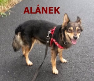 alanek.jpg